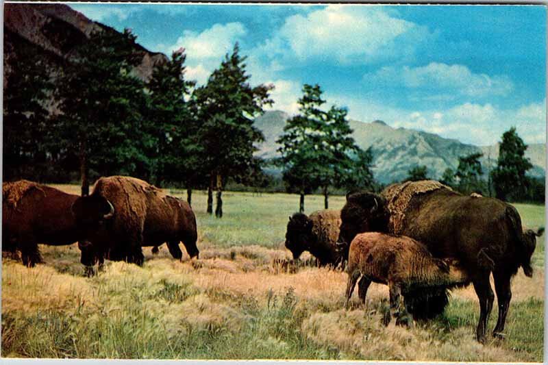 Postcard ANIMAL SCENE Canadian Rockies Alberta AB AK0347