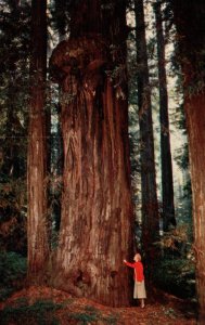 Red Wood Tree