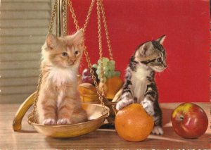 Animals. Kittens in the Weighing Scale Modern Italian photo postcard