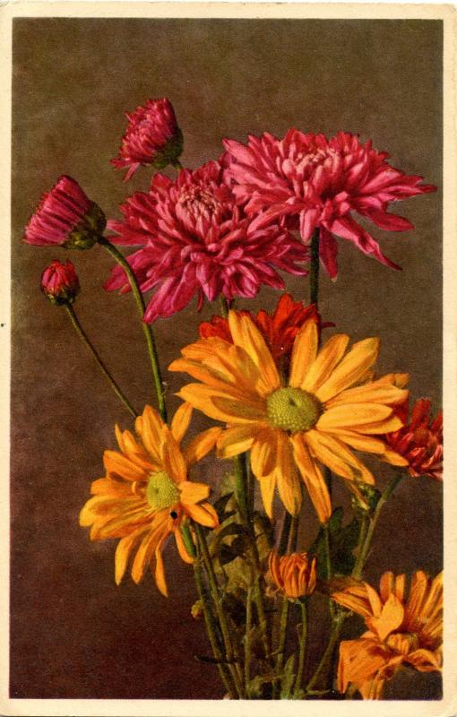 Flowers - Chrysanthemum