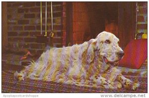 Dogs English Setter By The Fireside