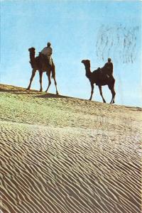 BG14169 nefta deux sur la dune tunisia types folklore camel