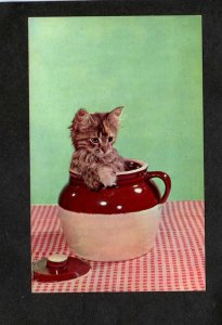 Kitten Cats Cat Beanpot Beans Animals Bean Pot Postcard