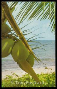 Palm Trees and Coconuts of White Sandy Beaches