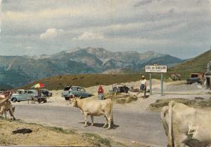 BF21939 au col du soulor cow vaches  france  front/back image