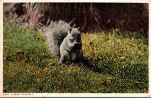 Squirrels A Great Favorite Detroit Publishing