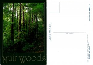 Muir Wood (15080
