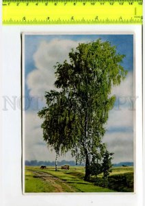 425150 GERMANY forest plants Betula verrucosa Hermann Fischer CIGARETTE Tobacco