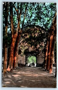 RPPC Jardines de Alfabia Avda de entrada MALLORCA Spain Postcard