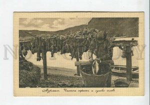 436044 POLAR RUSSIA 1911 Murman Murmansk cleaning cod drying fish heads postcard