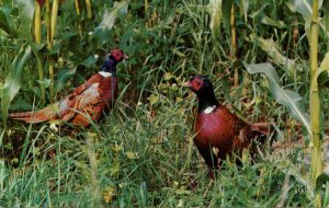 Birds - Ring-necked Pheasants