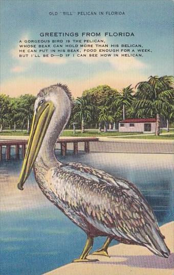 Florida Miami Old Bill Pelican In Florida Greetings From Florida