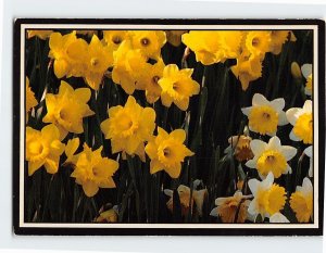 Postcard Daffodils, Puyallup Valley, Edgewood, Washington