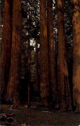 Perker Group of Redwoods - MIsc, CA