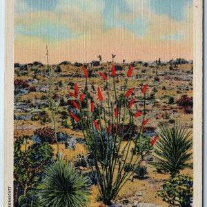 c1940s Carlsbad Cavern Park, NM Ocotillo Desert Linen PC Kennicott Photo A327