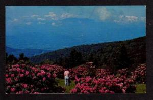 TN Rhododendron Garden Roan Mountain Mtn TENNESSEE TENN