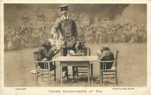 Young chimpanzees at tea from the Gardens of the Zoological Society of London 