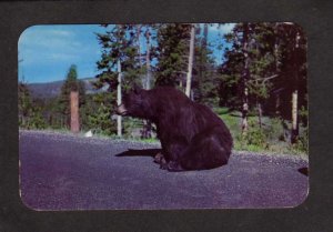 MT Bear at Yellowstone National Park Postcard Montana