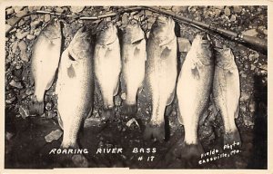 Roaring River Bass Cassville, Missouri USA View Images 