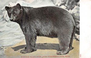 Native black bears Montana black bear, Jack Norumbega Park, Massachusetts, US...