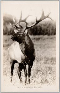 Elk Canadian Rockies Canada RPPC Postcard H81