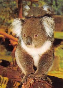 Koala and Young - Sydney, Australia