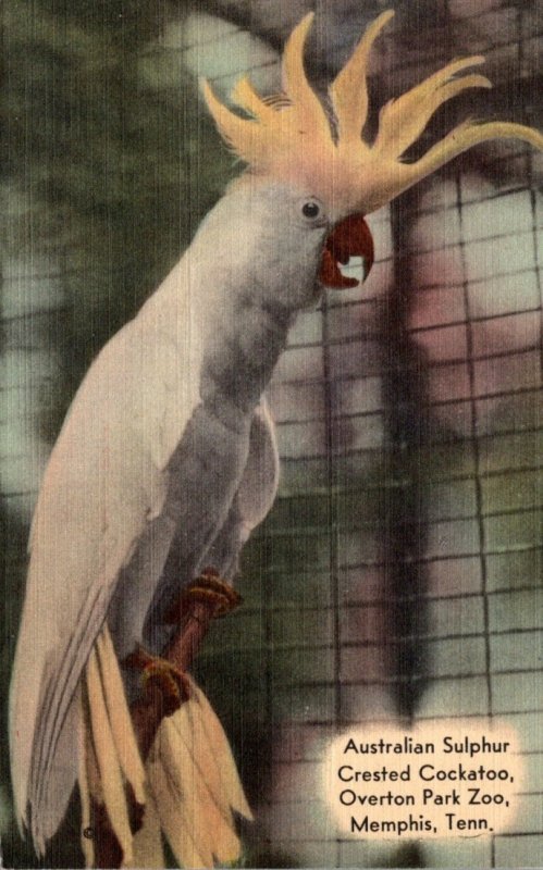 Tennessee Memphis Overton Park Zoo Australian Sulphur Crested Cockatoo 1942