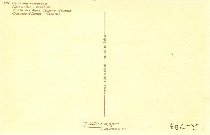 Flowers -    Cyclamen                           (Thor & Gyger #1288)