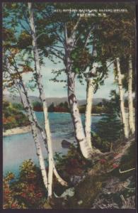 Silver Birches,White Mountains,NH Postcard