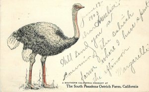 Postcard California Pasadena South Ostrich Farm undivided 1903 23-4731