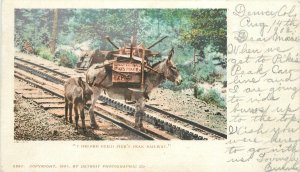 Postcard Colorado 1902 Pikes Peak Railroad Donkey Private undivided 23-8454