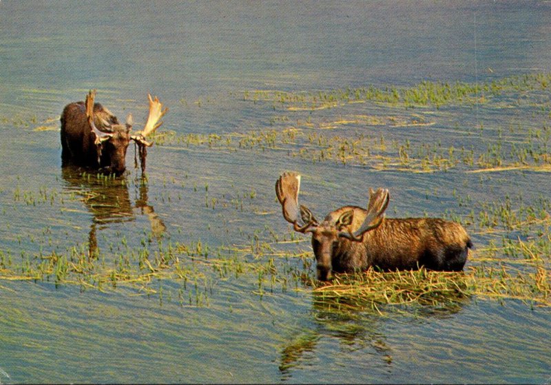 Bull Moose Yellowstone National Park