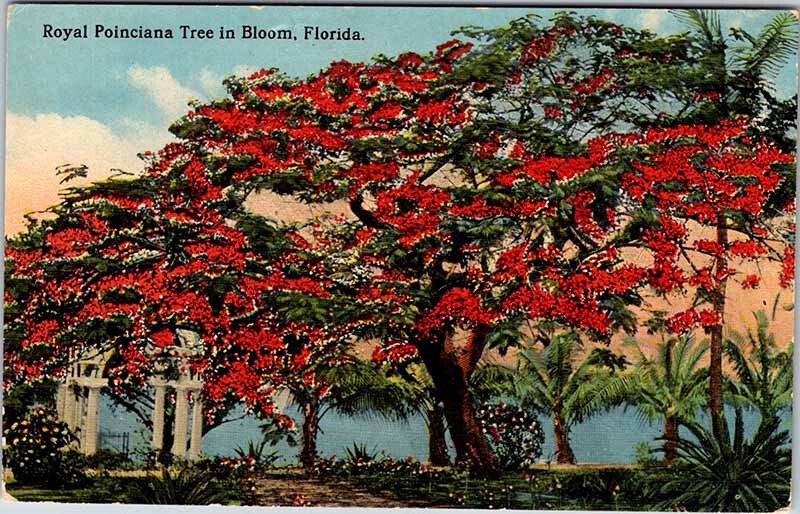 Postcard GARDEN SCENE State of Florida FL AK6417
