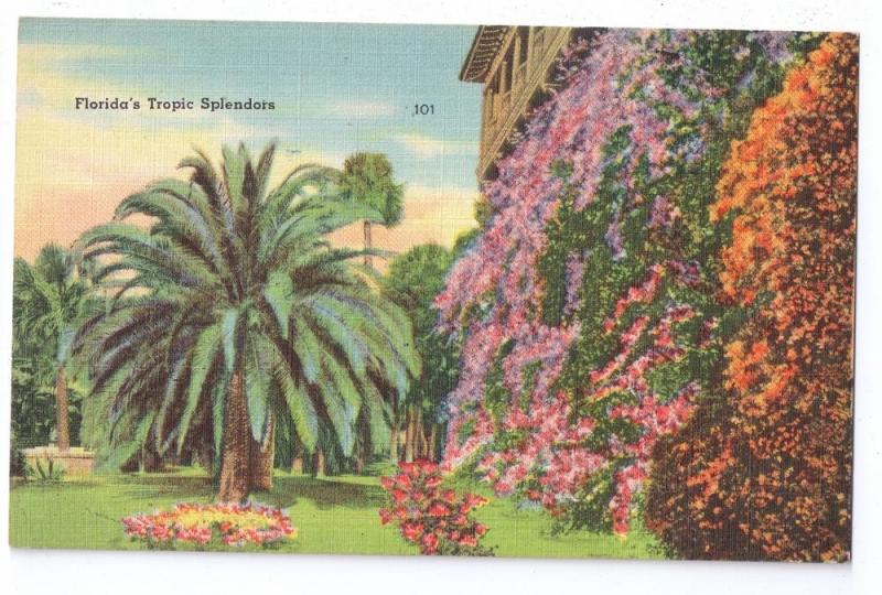 Floridas Tropic Splendors FL Vintage Tichnor Linen Postcard