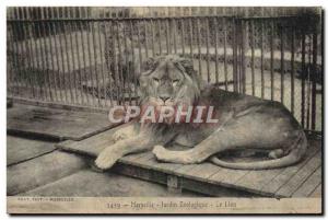 Old Postcard Marseille Felin Lion Zoo Zoo