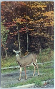 Postcard - Adirondack Doe : The Adirondack Deer, Adirondack Mountains - N. Y.