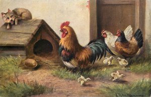 Birds & poultry topical vintage postcard chicken rooster dog in  yard 1904