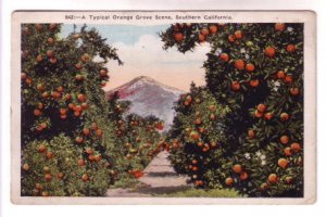 Typical Orange Grove, Southern California, Used 1924