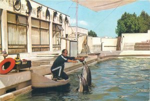 Romania Constanta Dolphinarium dolphin trainer show postcards lot 