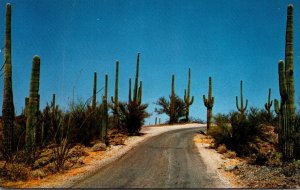 New Mexico Giant Saguaro Cactus
