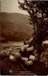 RPPC Sheep Flock in Mountain's Valentine's XL Series Real Photo Postcard