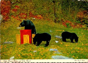 Canada Ontario Black Bears