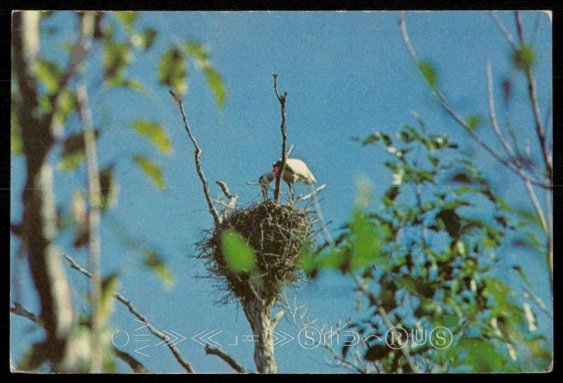 Jabiru Stork in Lofty Nest, Belize District