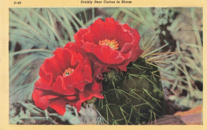 Postcard Prickly Pear Cactus in Bloom 