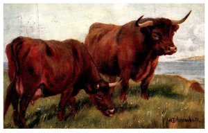 Devon Cattle, artist signed Tuck's 9507