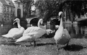 BG29672 cygne swan brugge bruges pont du beguinage belgium  CPSM 14x9cm