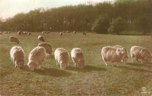 Sheep grazing Old vintage English postcard