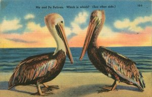 Ma and Pa Pelican -Brown Pelican of Florida Vintage Linen Postcard