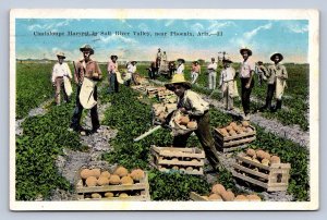 J92/ Phoenix Arizona Postcard c1910 Cantaloupe Harvest Salt River Valley 10