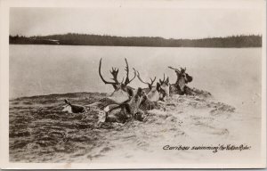 Caribou Swimming Yukon River YT Unused Gowen Sutton RPPC Postcard E89